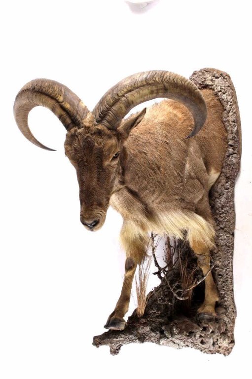 Barbary Auodad Ram Half Body Mount This is a half: This is a half sized mount showing a rare Barbary Auodad Sheep. This Ram shows an impressive large set of horns and flawless mount. This is a very well made mount. This Auodad mount is a large trophy 