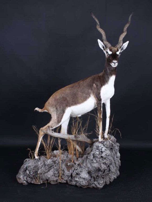 Gold Black Buck Full Body Trophy Mount This is a v: This is a very rare full body trophy Gold Black Buck (Blackbuck) antelope. The mount shows impressive long twisted horns and a flawless mount with detailed faux rock base. Rarely seen in a full body m