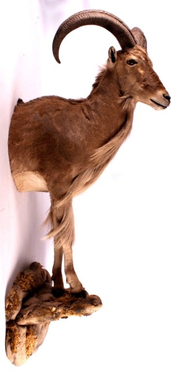 Auodad Half Body Mount This is a half sized mount: This is a half sized mount showing a rare Barbary Auodad Sheep. This Ram shows an impressive large set of horns and flawless mount. This is a very well made mount. This Auodad mount is a large trophy 