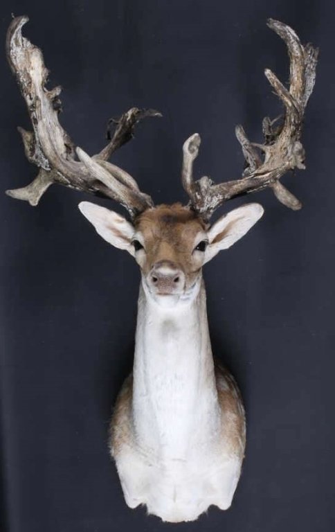 Trophy Fallow Deer Shoulder Mount This is a rare n: This is a rare non-typical trophy shoulder mounted Fallow Deer taken in New Zeeland. The mount shows large impressive antlers showing molting velvet. The hide is in great condition. Shipping Crate wil