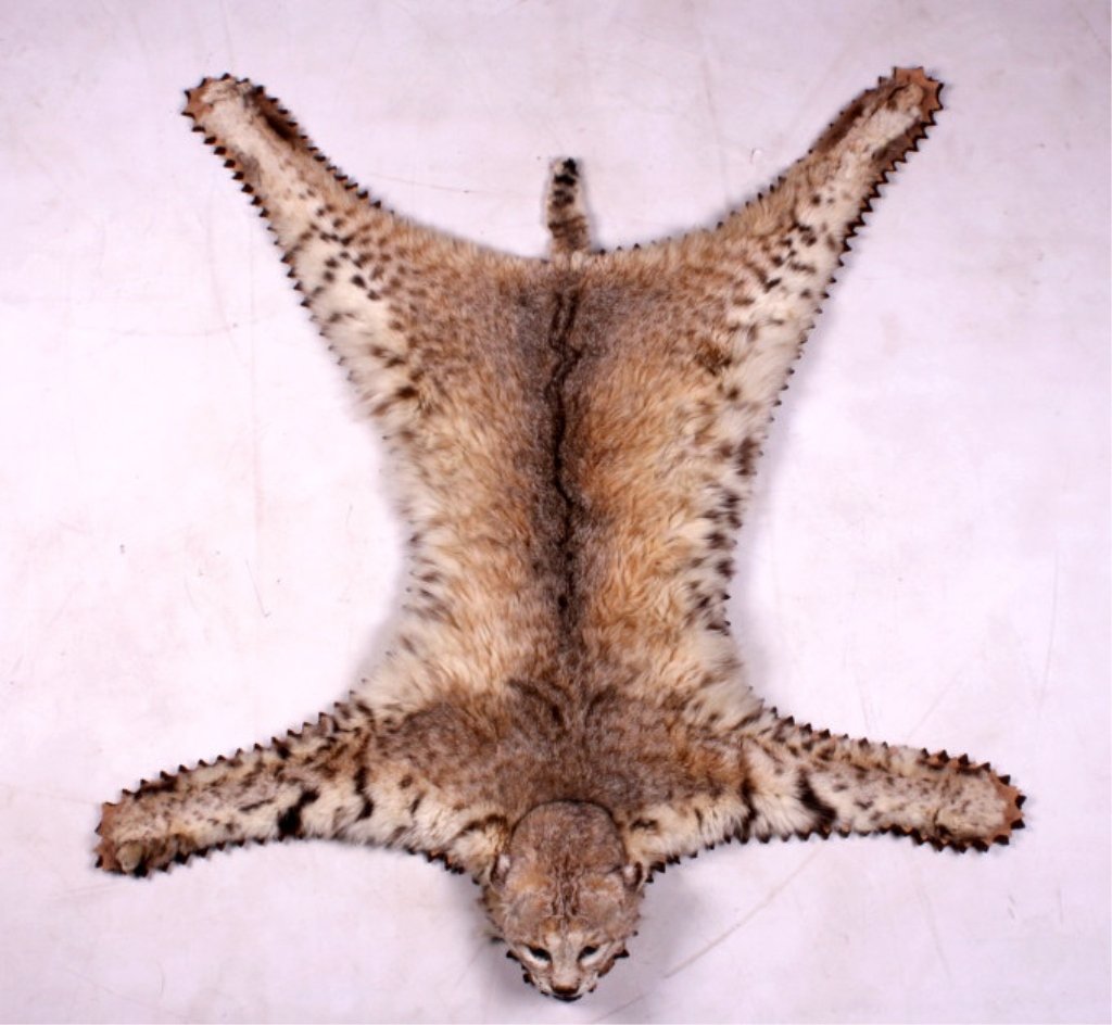Montana Bobcat Full Rug Mount This is a Montana bo: This is a Montana bobcat full rug mount. This bobcat has been prepared by a professional taxidermist. This cat is rather large and includes a fully taxidermied head. The Montana bobcat is in good cond