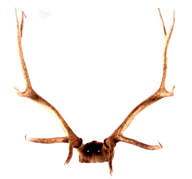 Montana Elk Antlers This is a set of Montana elk a: This is a set of Montana elk antlers. This rack shows a 5x5 with good symmetry. The antlers are in good condition, suitable for mounting. They measure 27" x 32".
