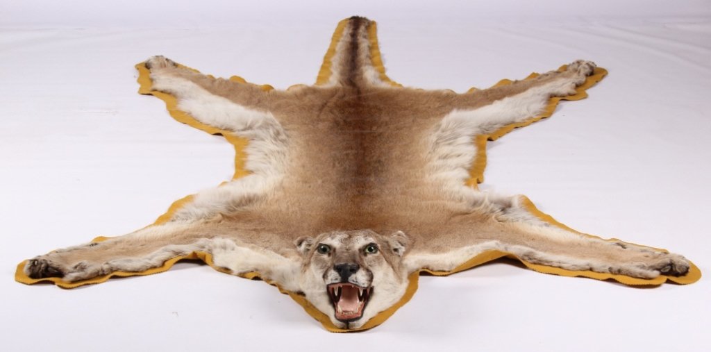 Montana Trophy Mountain Lion Rug: This is a Montana taken large Mountain Lion Cougar rug. The rug shows all the impressive claws and is felted across the bottom. The rug shows very good condition fur and measures .