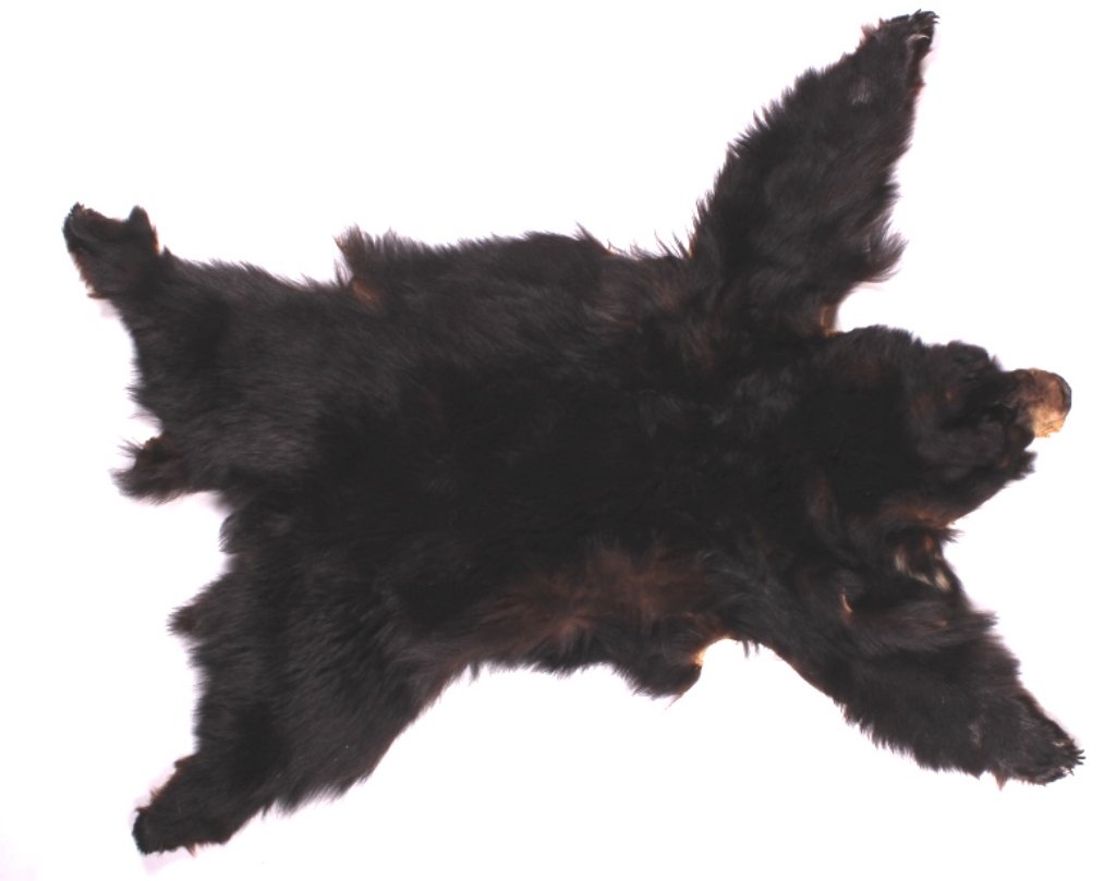 Montana Black Bear Tanned Hide: This is a tanned Montana Black Bear hide. The hide was prepared by a professional taxidermist in such a way that it can be made into a rug or full body mount. It shows good condition and has all its c