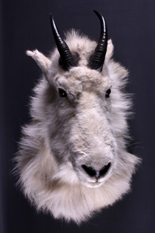 Trophy Montana Mountain Goat Shoulder Mount: This is a trophy Montana Mountain Goat shoulder mount. The goat has been prepared by a professional taxidermist. This goat displays impressive horns that measure 10.5". It also shows a full beard with