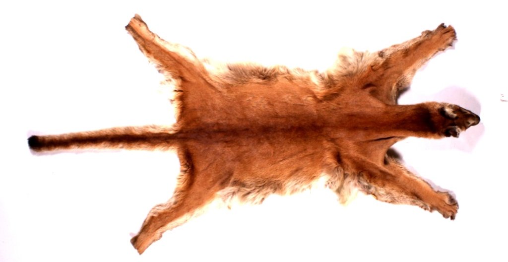 Tanned Montana Mountain Lion Hide: This is a tanned Montana Mountain Lion hide. The hide was prepared by a professional taxidermist in such a way that it can be turned into a rug mount. The lion does not have any of its claws. The hide