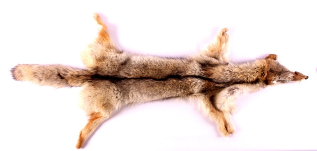 Tanned Montana Coyote Hide: This is a tanned Montana coyote hide. The hide has been prepared by a professional taxidermist. It shows very good condition and color. The coyote hide measures 57" long.
