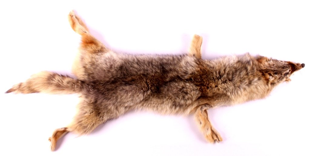 Tanned Montana Coyote Hide: This is a tanned Montana coyote hide. The hide has been prepared by a professional taxidermist. It shows very good condition and color. The coyote hide measures 50" long.