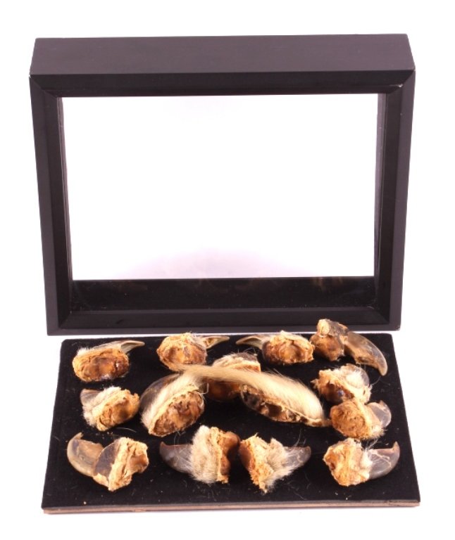 Polar Bear Claw Collection: This is a RARE collection of Polar Bear claws. There are fourteen claws total. The collection has been in the seller's family for over 50 years. They are displayed in the shadow box as pictured. All t