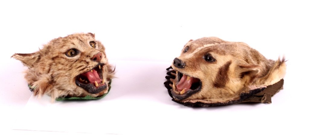 Montana Bobcat and Badger Head Mounts: This is a Montana Bobcat and Badger head mount. They were both prepared by a professional taxidermist. They show good color and condition. Each of the head mounts measures approximately 7" x 10".