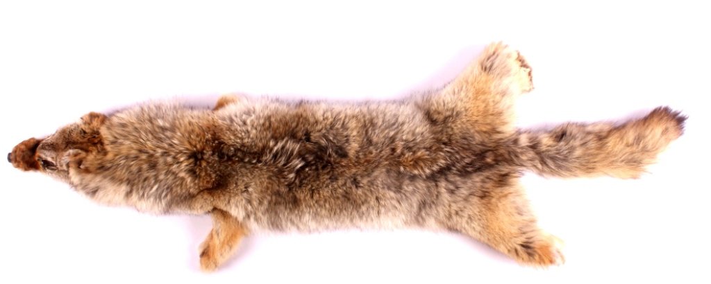 Montana Coyote Tanned Hide: This is a tanned Montana coyote. The hide was prepared by a professional taxidermist. It shows great color and condition. The Montana coyote hide measures 48" long.