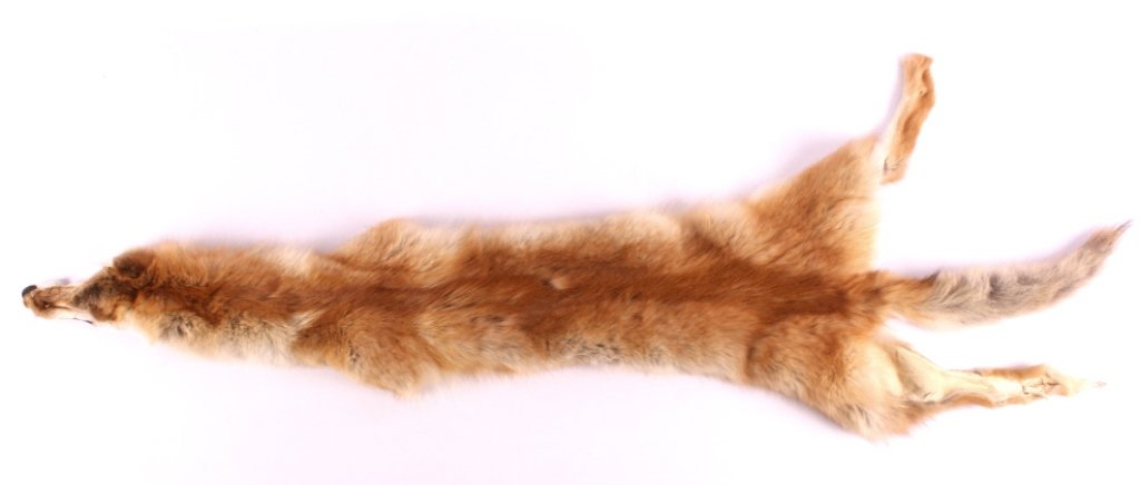 Tanned Red Coyote Hide: This is a tanned red coyote. The hide was prepared by a professional taxidermist. It shows great color and condition. The Montana coyote hide measures 57" long.
