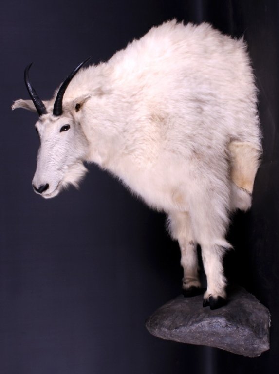 Trophy Montana Mountain Goat Half Body Mount: This is a trophy Mountain Goat half body mount from Northwest Montana. The goat was prepared by a professional taxidermist. It shows great color and is in good condition. The horns measure 9.5" long.