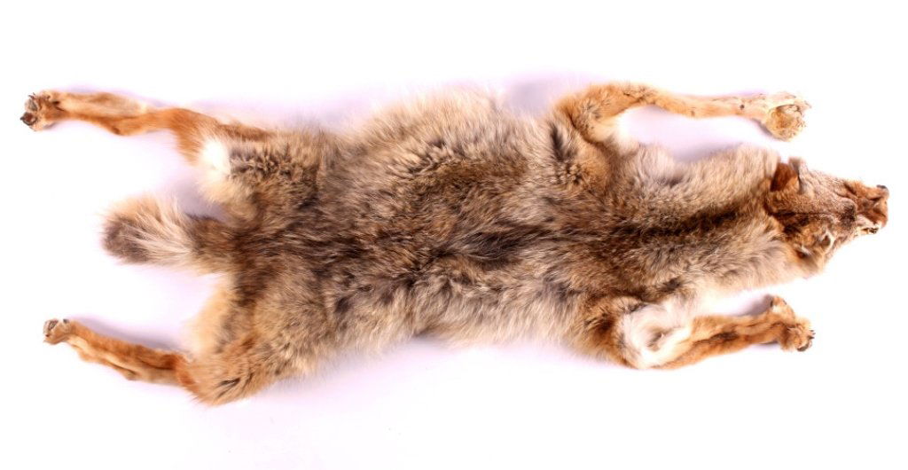 Tanned Montana Coyote Hide: This is a tanned Montana coyote hide. The hide has been prepared by a professional taxidermist. It shows very good condition and color. The coyote hide measures 50" long.