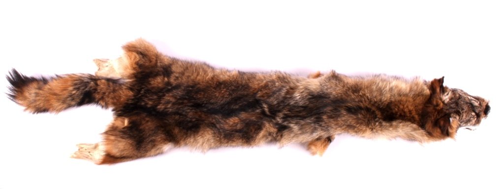 Tanned Eastern Coyote Hide: This is a tanned Eastern coyote hide. The hide has been prepared by a professional taxidermist. It shows very good condition and color. The coyote hide measures 50" long.