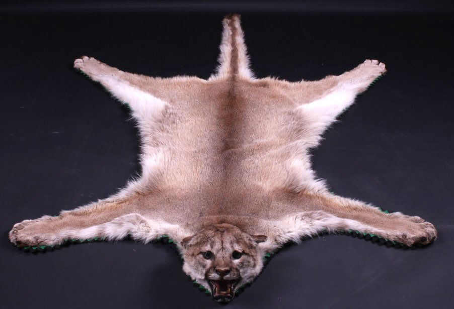 Montana Mountain Lion Rug Mount: This is a Montana Mountain Lion rug mount. The mount was prepared by a professional taxidermist. This mountain lion shows exceptional size. It is in very good condition and has all its claws. The moun