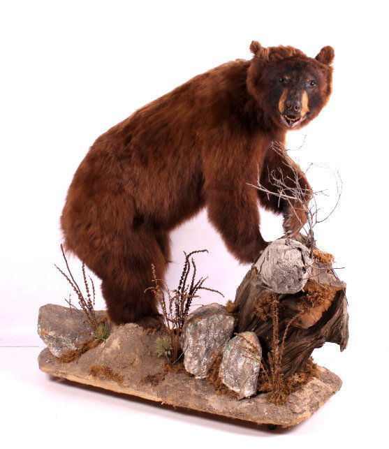 Montana Cinnamon Black Bear Fully Body Mount: This is a Montana Cinnamon Black Bear full body mount. The bear was prepared by a professional taxidermist. The bear shows unique markings on its face and body. The bear is seen climbing on a tree stu