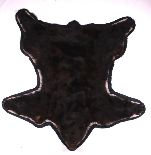 Montana Black Bear Rug Mount: This is a Montana Black Bear rug. The rug was prepared by a professional taxidermist. It shows good condition and great color. The bear has all its claws. The Montana black bear rug measures 75" x 58"