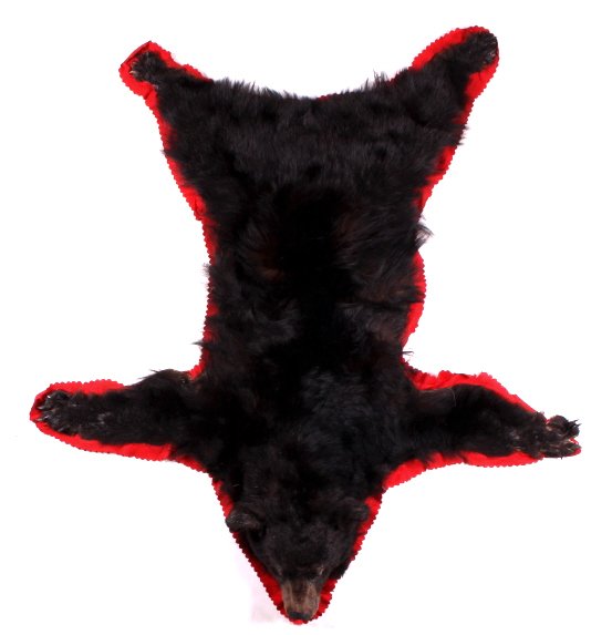 Montana Black Bear Rug Mount: This is a Montana black bear rug mount. The bear was prepared by a professional taxidermist. The rug mount shows good overall condition. There is some damage to the rug as pictured. The rug measures 5