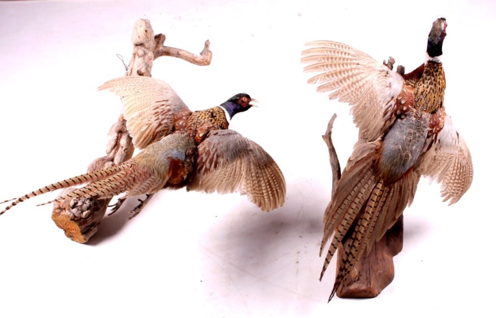 Montana Pheasant Mounts: This is a pair of Montana pheasant mounts. The mounts show the pheasants in flight with their wings spread. Each one shows great color and is in good condition. The larger mount measures 30" x 31".