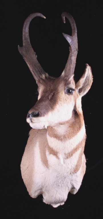 Montana Antelope Shoulder Mount: This is a Montana antelope shoulder mount. The taxidermy was done by a professional. The antelope shows impressive antlers with good curl and symmetry. The body shows good condition as well with littl