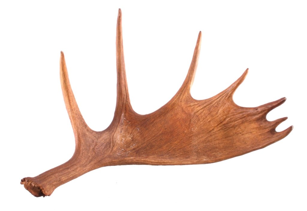 Montana Moose Antler Paddle: This is a Montana moose antler paddle. The antler shows good condition and color. A great Western decor piece. The antler measures 16" x 26".