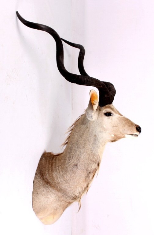 African Greater Kudu Shoulder Mount: This is a Greater Kudu shoulder mount. The Greater Kudu is found mainly in Eastern and Southern Africa. This mount was prepared by a professional taxidermist. It shows an impressive set of spiral antl