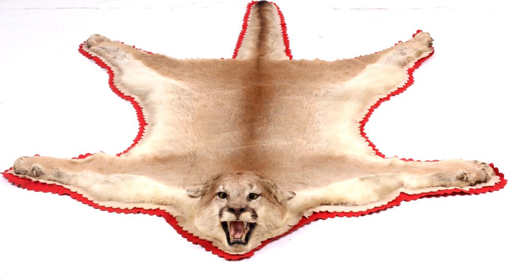 Mountain Lion Trophy Montana Hide Rug: This is an excellent Mountain Lion Cougar Trophy hide rug taken in Montana. The piece shows excellent condition and is a very impressive large size. The piece shows all the exquisite claws and has a f