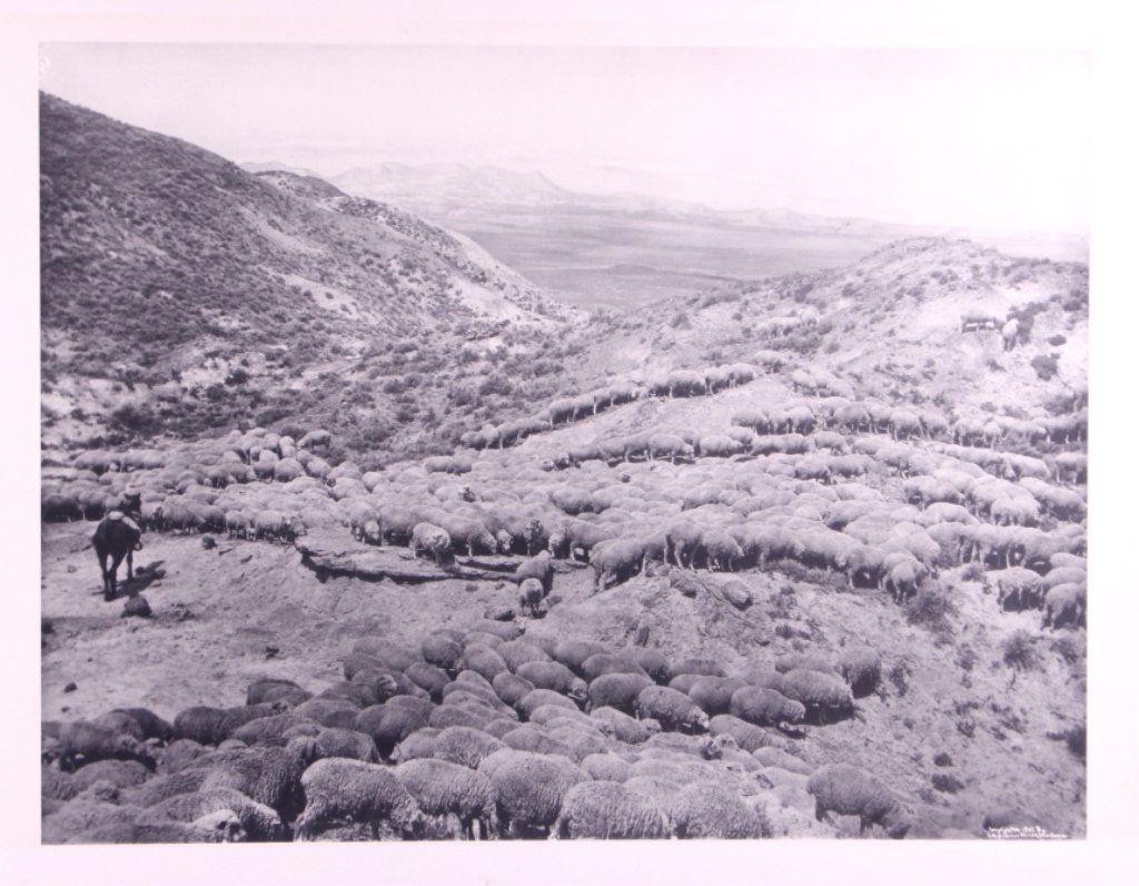 L.A. Huffman Sheep Herd Collotype Photograph: This is an original L.A. Huffman collotype photograph. Laton Alton Huffman was a frontier photographer based in Miles City, Montana in the late 1800's until the early 1900's. This piece shows a herd o
