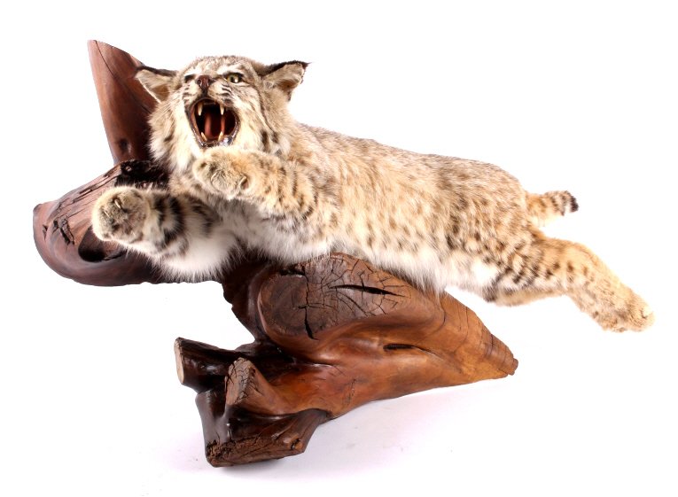 Montana Bobcat Full Body Taxidermy Wall Mount: This is a Montana bobcat full body taxidermy mount. The bobcat is shown in a leaping position as if it was striking prey. The bobcat is mounted to a beautiful log. The mount was professionally prepare
