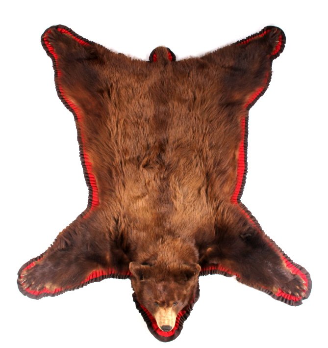 Montana Cinnamon Black Bear Taxidermy Rug Mount (1 of 10)