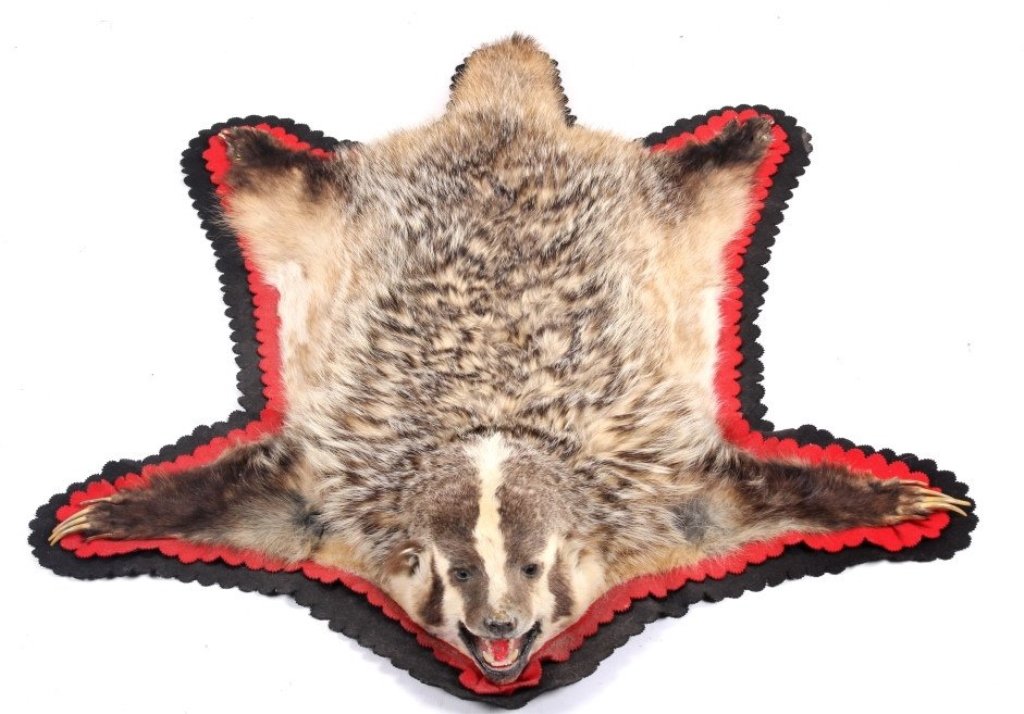 Badger Montana Trophy Fur Rug: This is a Montana taken Badger showing a large size and excellent long claws. The trophy piece is a full mount rug with all the claws present and full head with mouth open. The hide fur appears to hav