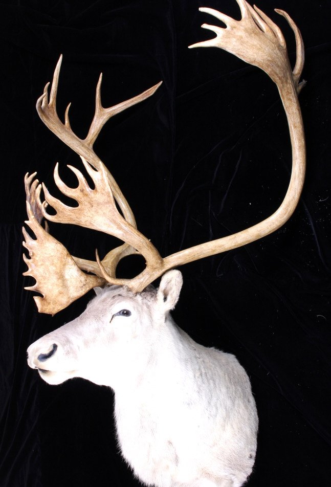 Caribou Taxidermy Shoulder Mount: This is a caribou taxidermy shoulder mount. The caribou shows an impressive set of horns. The mount has been prepared by a professional taxidermist and is in good condition. It measures 38.5" wide, 60