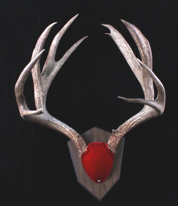 Montana Trophy Mule Deer Antler Mount: This is a Montana trophy mule deer antler mount. The antlers are an impressive 6x6 point and shows great condition and color. The antlers measure 20.5" wide and 22" tall.