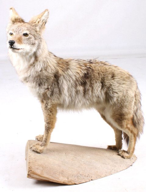 Montana Full Body Taxidermy Coyote Mount: This lot features a Montana taken Coyote full body mount standing. The mount shows very good quality taxidermy. The mount is posed in a standing alerted position. Displays very well. The piece is in g