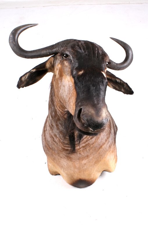 African Blue Brindled Gnu Wildebeest Mount: This lot features an African trophy Blue Brindled Gnu Wildebeest taxidermy mount .The blue wildebeest, also called the brindled gnu, is a large antelope and one of the two species of wildebeest. This 