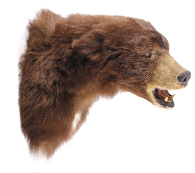Montana Cinnamon Black Bear Shoulder Mount: This is a vintage Montana taken Cinnamon Black Bear shoulder wall mount. The piece shows a brown fur with a white patch showing in the chest. The mount shows some loss to the hide around the eyes as s