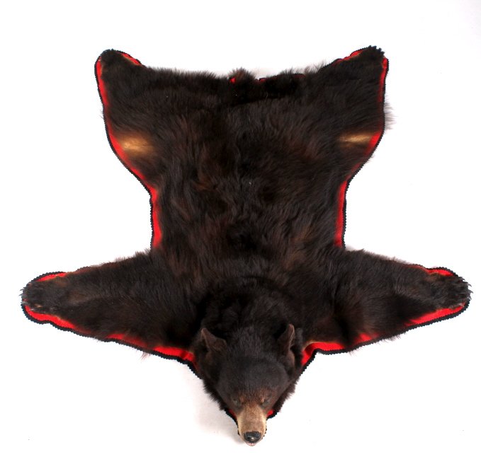 Montana Cinnamon Black Bear Trophy Rug: This lot features large Cinnamon Black Bear with a thick rich fur. The bear was taken in Montana and is in great condition with very impressive claws. This is a large trophy bear rug. The bear hide is