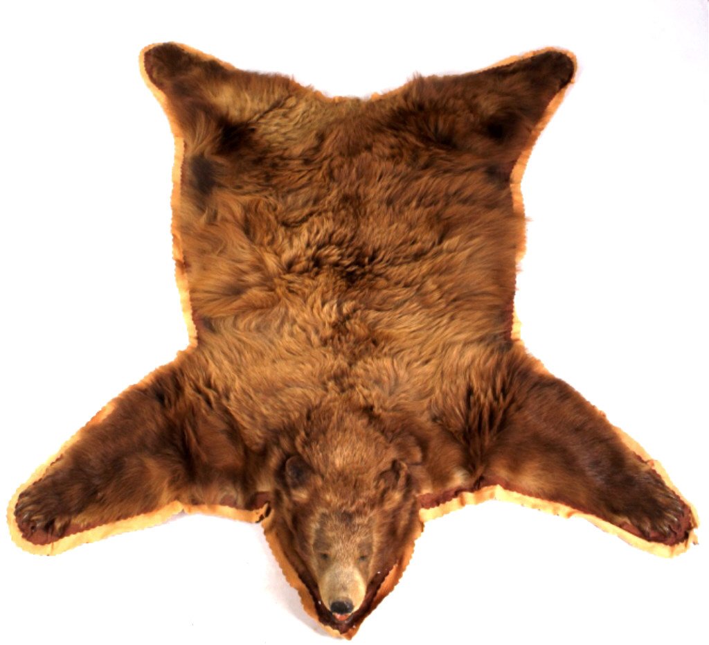 Montana Cinnamon Brown Bear Rug: This lot features a beautiful Montana cinnamon brown bear rug. The brown bear hide has been professionally done by a taxidermist. the bear has a excellent cinnamon tone. The rug is not experiencing sh