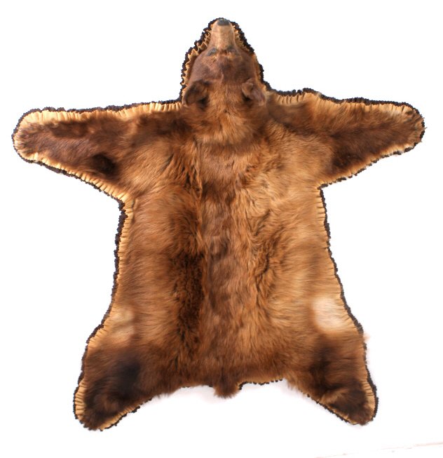 Montana Cinnamon Black Bear Felt Backed Rug: This lot features a beautiful Cinnamon black bear rug. The rug is mounted on a tan and brown felt color scheme. The rug was professionally prepared by a taxidermist. The bear was Montana taken. The ov
