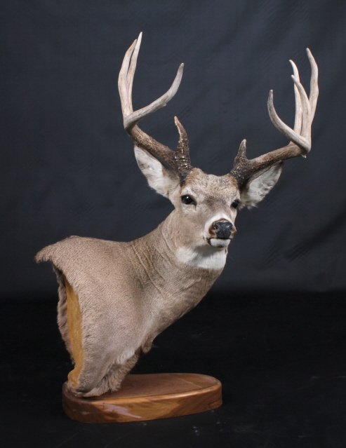 Trophy Montana Whitetail Deer Mount: This lot features a trophy whitetail deer mount. The deer was Montana taken. The deer was mounted by a professional taxidermist. The taxidermy is good quality. This mount is perfect to display on any 