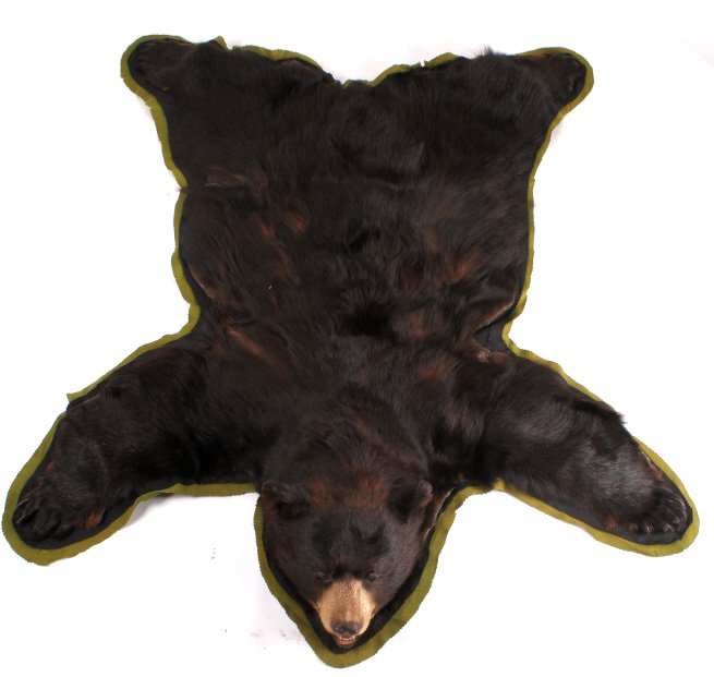 Montana Cinnamon Black Bear Trophy Rug: This lot features large Cinnamon Black Bear with a thick rich fur. The bear was taken in Montana and is in great condition with very impressive claws. This is a large trophy bear rug. The bear hide is