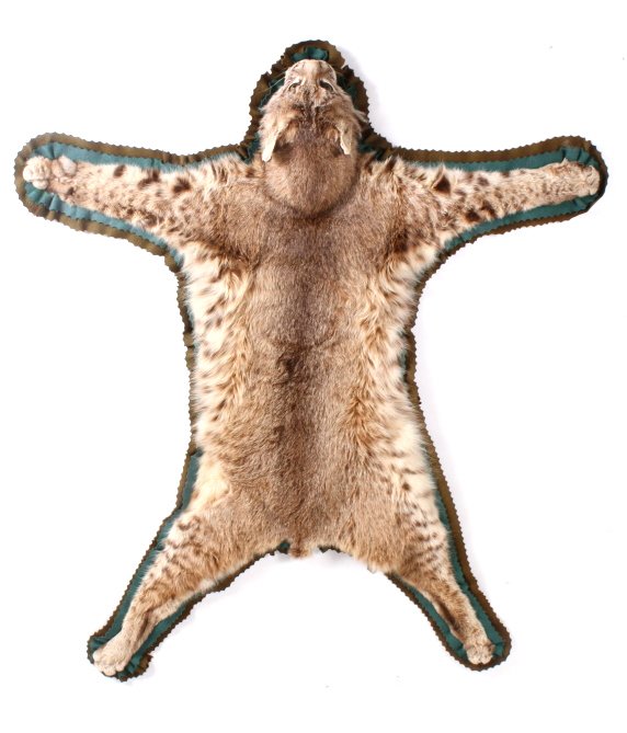 Trophy Montana Bobcat Rug: This lot features a trophy bobcat rug. The bobcat was Montana taken. The rug was prepared and done by a professional taxidermist. The bobcat is mounted on a felt backing with a brown and green color s
