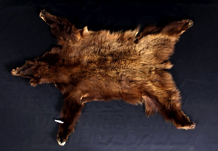 Cinnamon Black Bear Hide: This Montana Bear hide is great for hanging in corners or displaying over furniture. It has the permit attached. This is in overall good condition. Measures 67" L x 57" W