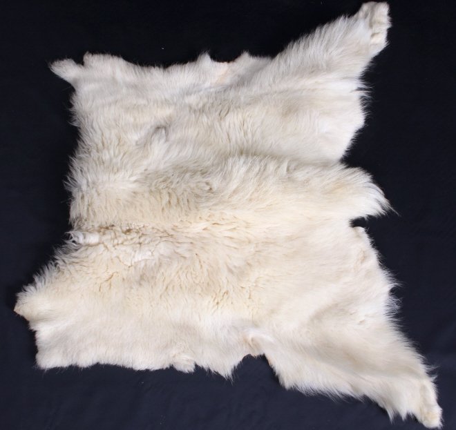 Montana Mountain Goat Taxidermy Rug Mount: This is a fur or hide rug from a Montana taken Mountain Goat. The rug shows excellent quality and good condition with rich white fur. Measures 38 1/2 L x 48 1/2" W