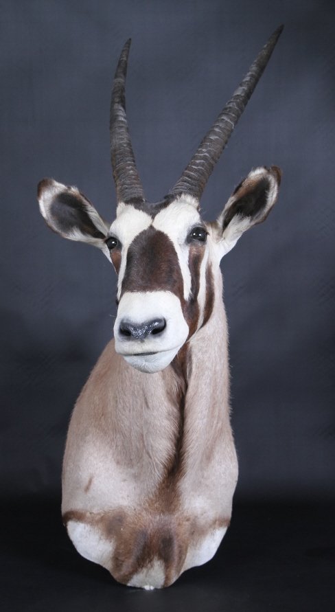 Trophy Oryx Shoulder Mount: This lot features a trophy Oryx shoulder mount. Oryx being one of the four large species of antelope is associated with the genus Oryx. These African animals are characterized by the bright markings o