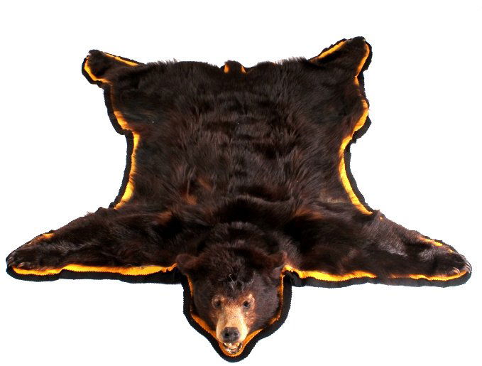 Montana Black Bear Rug: This is a Montana Black Bear rug. The rug was prepared by a professional taxidermist. It shows good condition and great color for ita age. The bear has all its claws. The Montana black bear rug measur