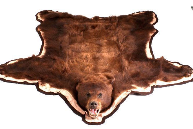 Montana Trophy Cinnamon Black Bear Rug: This lot features a beautiful Montana cinnamon black bear rug. The black bear hide has been professionally done by a taxidermist. The bear has a excellent cinnamon tone. The rug is not experiencing sh
