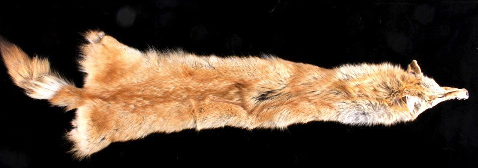 Tanned Montana Red Coyote Hide: This is a tanned Montana red coyote hide. The hide has been prepared by a professional taxidermist. It shows good condition with great color. The coyote hide measures 52" long.