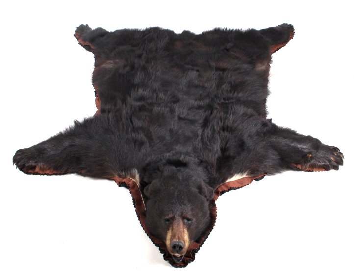 Montana Trophy Black Bear Taxidermy Rug Mount: This lot features a Montana trophy black bear taxidermy rug mount. The bear has been mounted on felt backing and shows a deep rich black tone. This mount is not experiencing shedding. The bear has bee